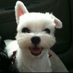 강아지와 나 – 1